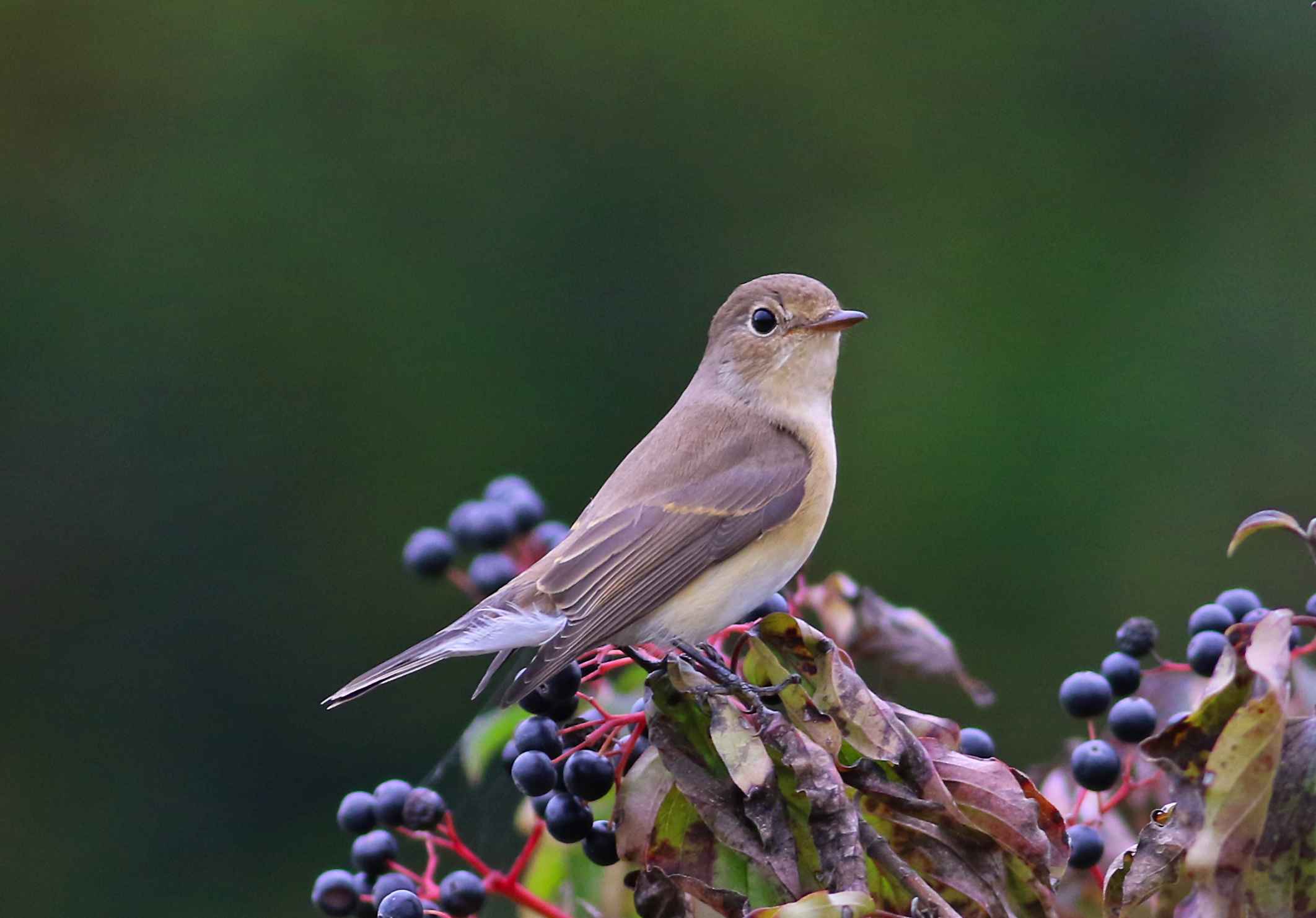 Red-breasted Flycatcher